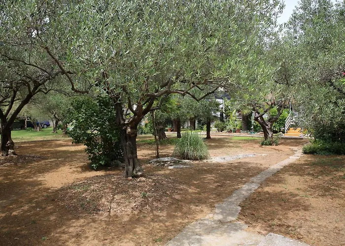 Araz ヴォディツェ