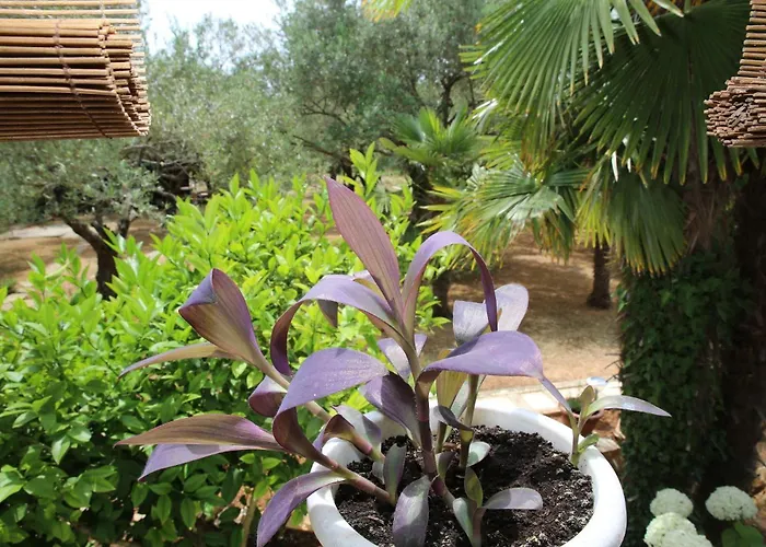 Araz * ヴォディツェ